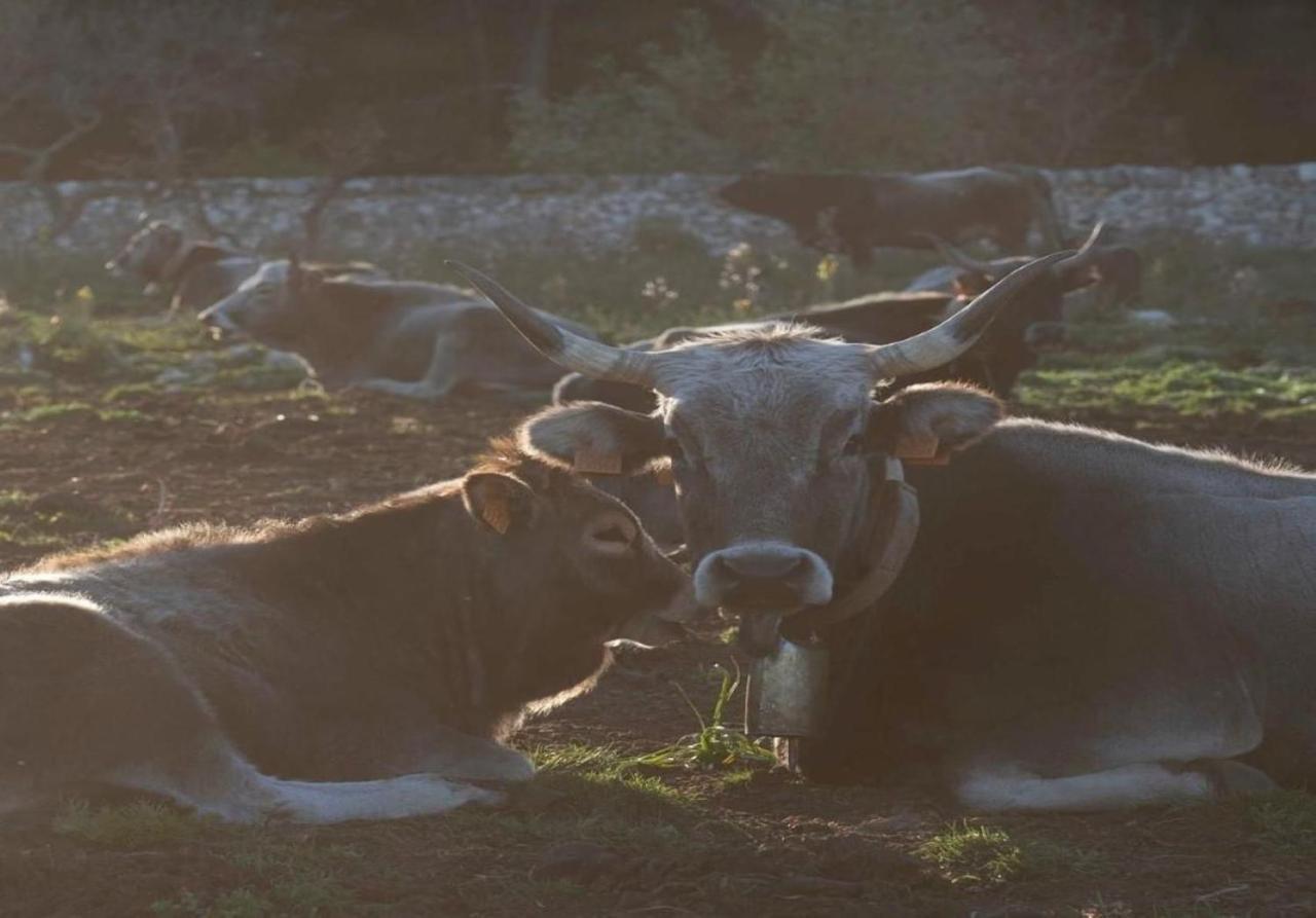 Donnapaola Modern Farm Villa Altamura Dış mekan fotoğraf